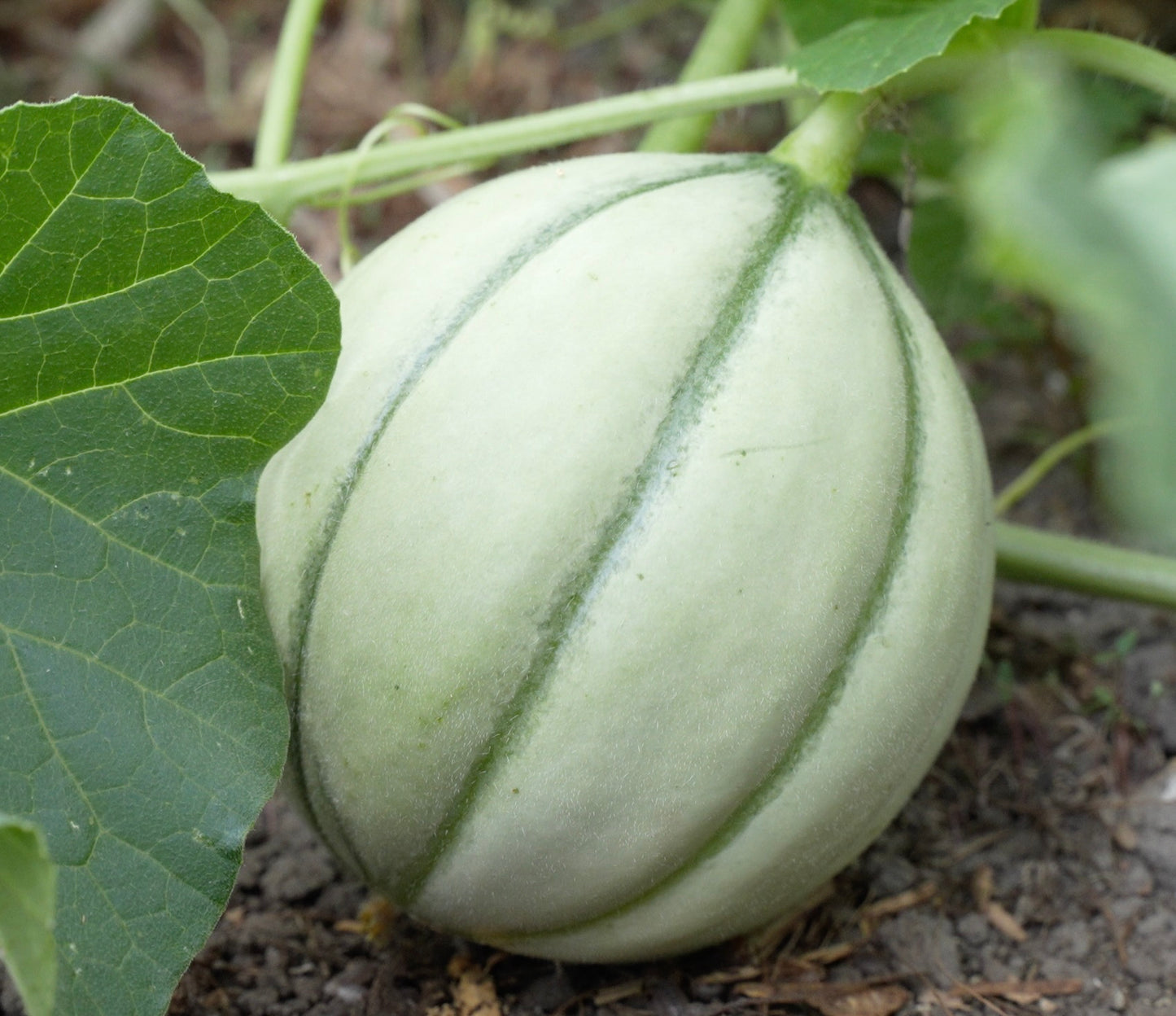 Bio Hollandse Oogmeloenen - 1 stuk (ca 1,5-2kg)