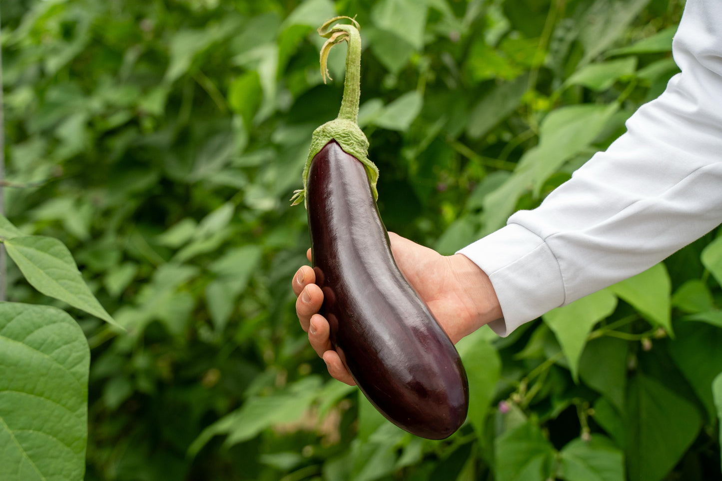 Bio aubergine - per stuk
