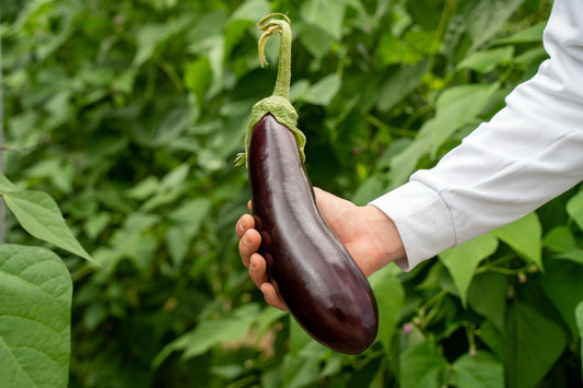 Bio aubergine - per stuk