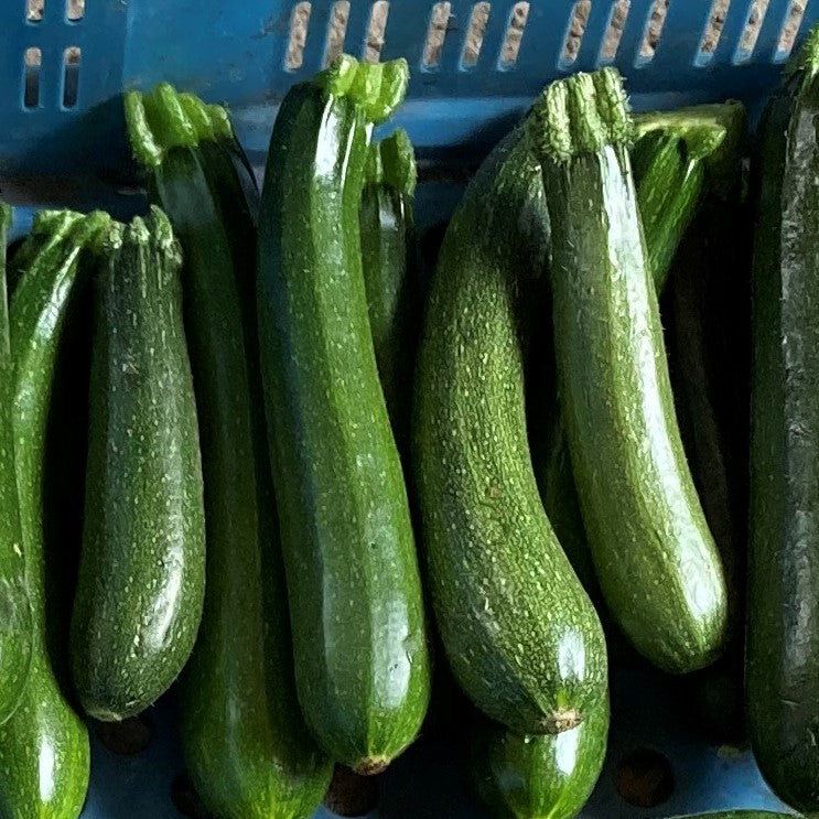 Bio Courgette - per stuk